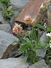 Psephellus caucasicus