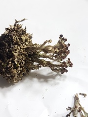 Cladonia cariosa