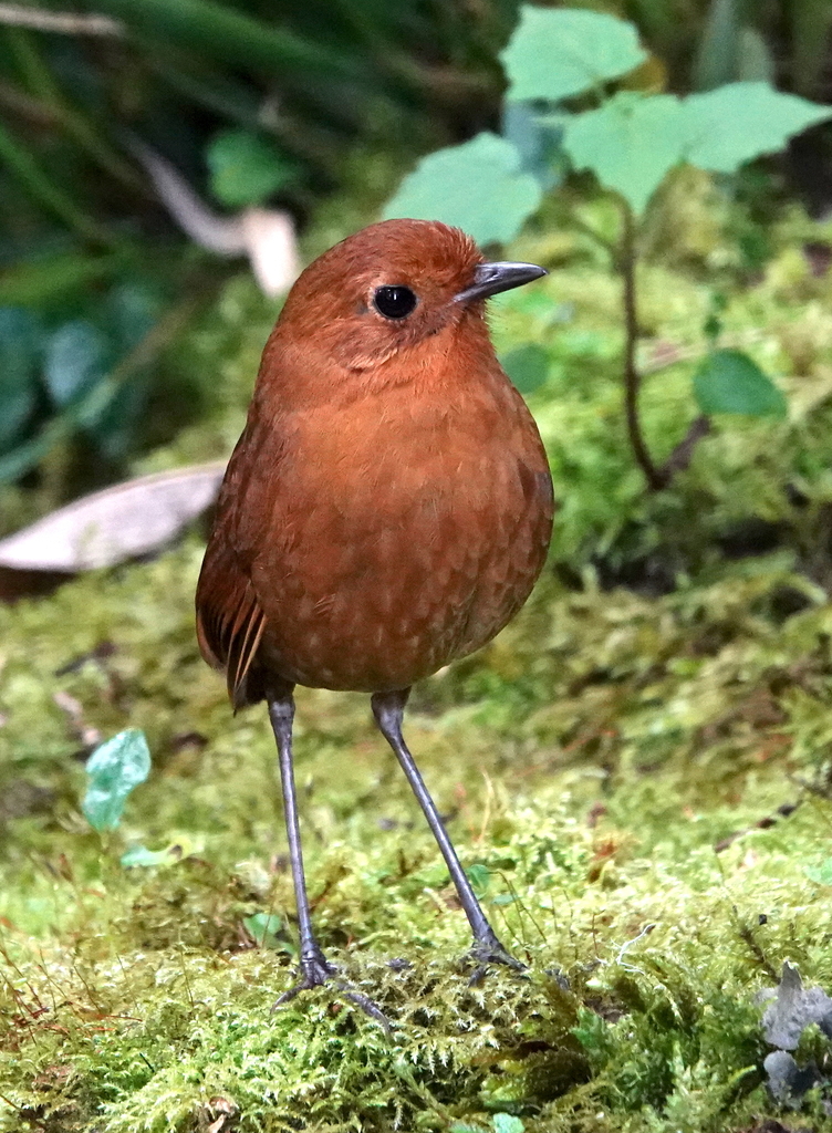 Equatorial Antpitta