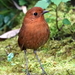 Equatorial Antpitta - Photo (c) desertnaturalist, some rights reserved (CC BY)