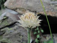 Psephellus caucasicus