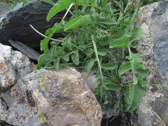 Psephellus caucasicus