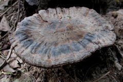 Sanguinoderma rude