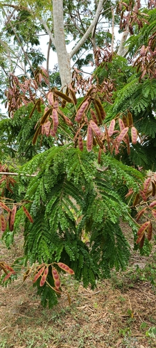Peltophorum pterocarpum