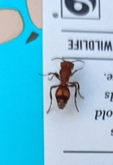 Dasymutilla scaevola