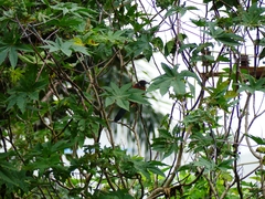 Centropus sinensis parroti