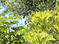 Heraclides andraemon