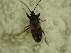 Eremocoris abietis