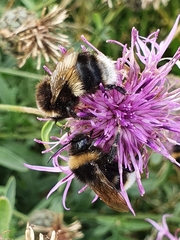 Bombus bohemicus