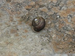 Helix lucorum