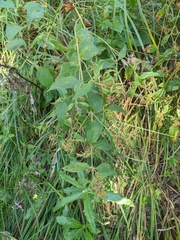 Lysimachia verticillaris
