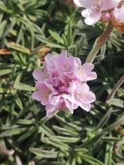 Armeria pubigera