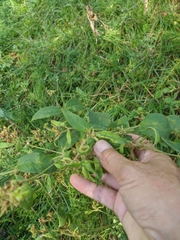 Lysimachia verticillaris