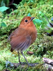 Grallaria saturata