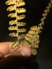 Astrolepis windhamii