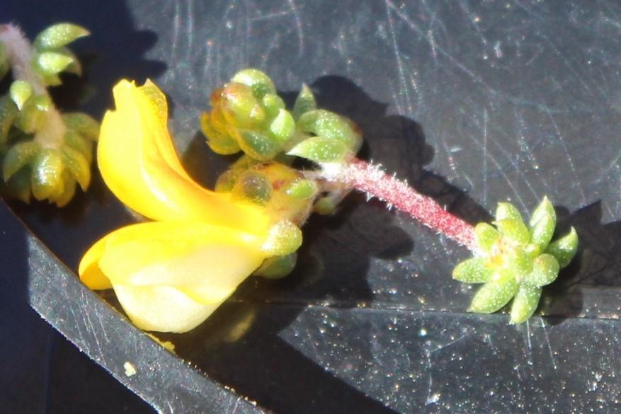 Necklace Capegorse