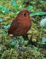 Grallaria saturata