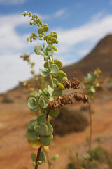 Tetraena prismatocarpa