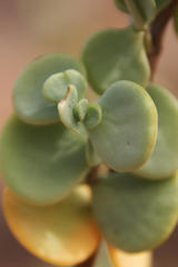 Tetraena prismatocarpa