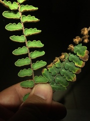 Astrolepis windhamii