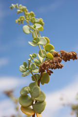 Tetraena prismatocarpa