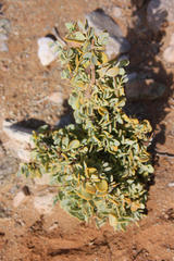 Tetraena prismatocarpa
