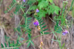 Vicia nervata