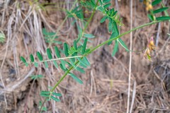Vicia nervata