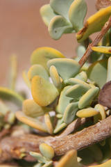 Tetraena prismatocarpa