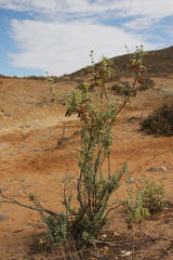 Tetraena prismatocarpa