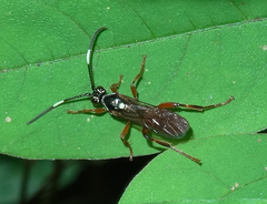 Cratichneumon subfilatus