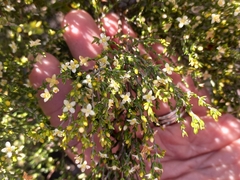 Lachnaea axillaris