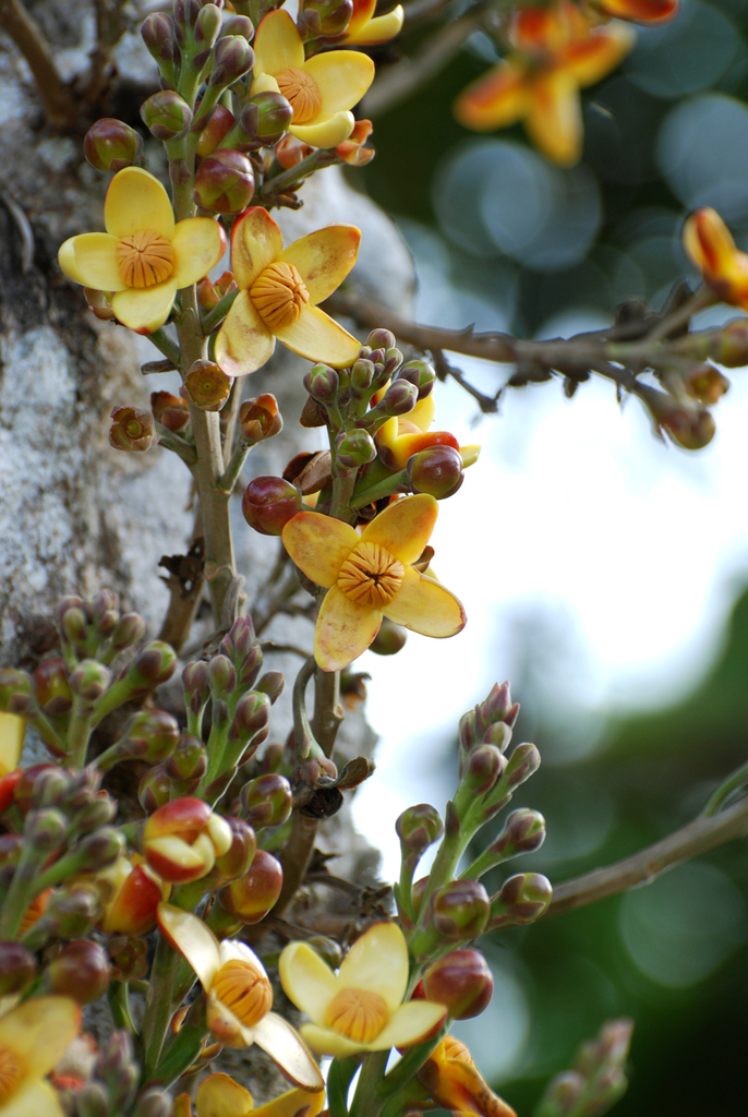 piton tree