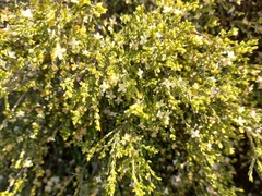 Lachnaea axillaris