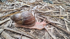 Megalobulimus popelairianus