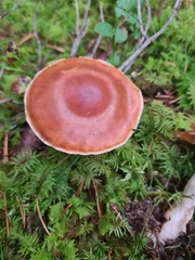 Cortinarius obtusus
