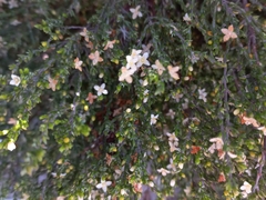 Lachnaea axillaris