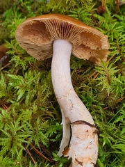 Cortinarius obtusus