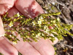 Lachnaea axillaris