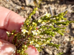 Lachnaea axillaris