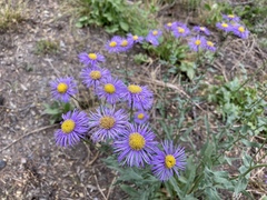 Erigeron subtrinervis