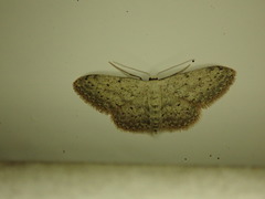 Idaea seriata