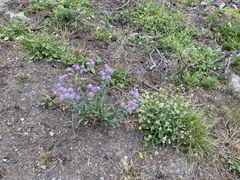 Erigeron subtrinervis