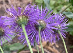 Erigeron subtrinervis