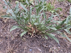 Erigeron subtrinervis