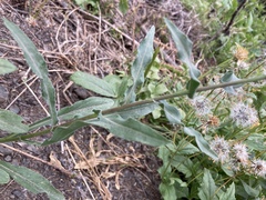 Erigeron subtrinervis