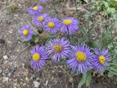 Erigeron subtrinervis