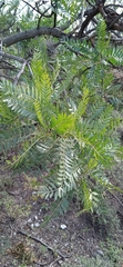 Pseudosmodingium
