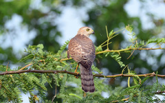 Accipiter badius