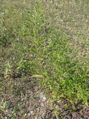 Symphyotrichum × versicolor